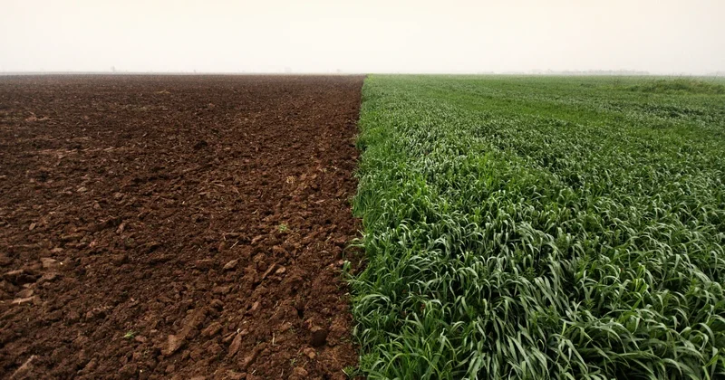 Payızlıq bitkilərin səpini üzrə göstəricilər açıqlanıb