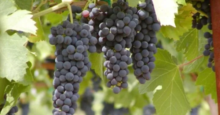 Azərbaycan Monqolustana üzüm tədarük etməyə başlayıb