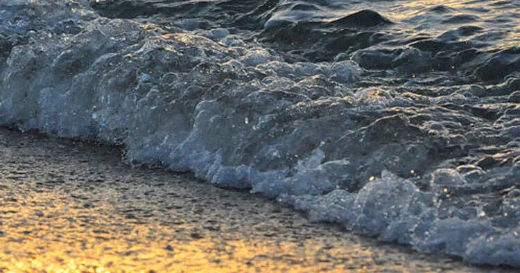 Xəzərdə balıqlar niyə azalır? AÇIQLAMA