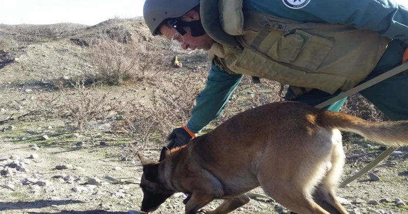 Heyvanlar aləmindən istifadə növləri sırasına minatəmizləmə də daxil edilir