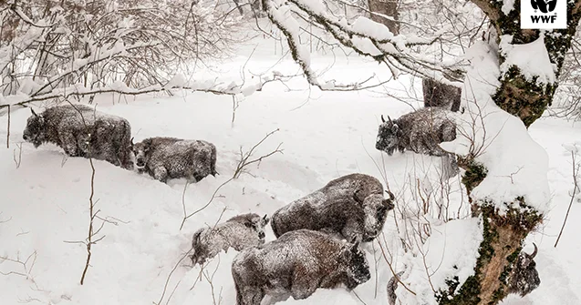Şahdağın nəhəng sakinləri qarın altında FOTOLAR