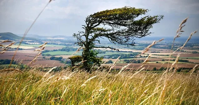 Güclü külək əsir