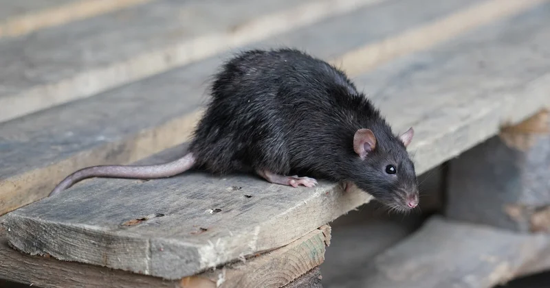 Hindistanda qəribə hadisə: Marixuananın yoxa çıxmasında siçovulları günahlandırdılar