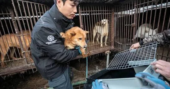 Cənubi Koreyada it yetişdirən fermalar bağlanır