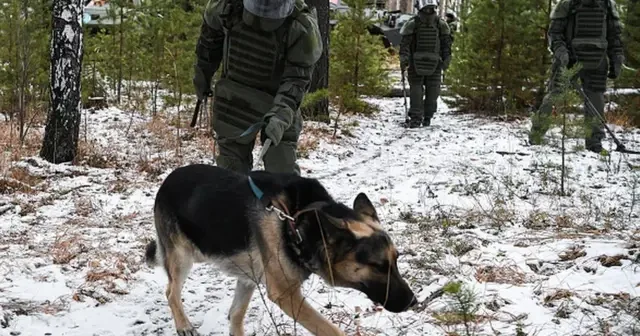 Azərbaycanda minatəmizləmədə heyvanların istifadəsi rəsmiləşdirilir