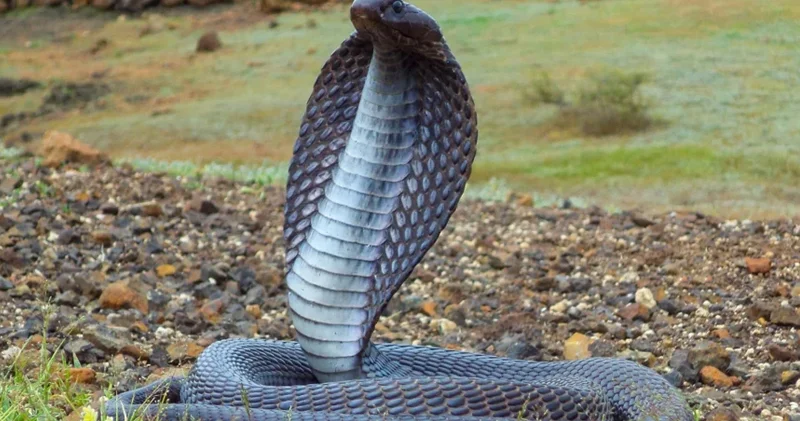 35 illik müəmmalı intiqam hekayəsi: Kobralar böyük bir şəhəri niyə işğal etmişdi?