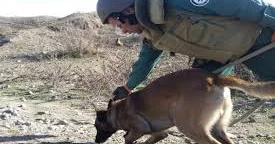 Minatəmizlənmə fəaliyyətində heyvanlardan bu cür istifadə ediləcək