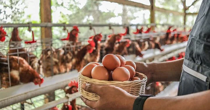 Hazırda yumurta Gürcüstanda 43 qəpiyə, Türkiyədə 33 qəpiyə, Azərbaycanda isə 16 19 qəpiyə satılır. Nəticələr, çox əladır