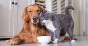 Ev heyvanlarına görə cərimə edilə bilərsiniz DİQQƏT