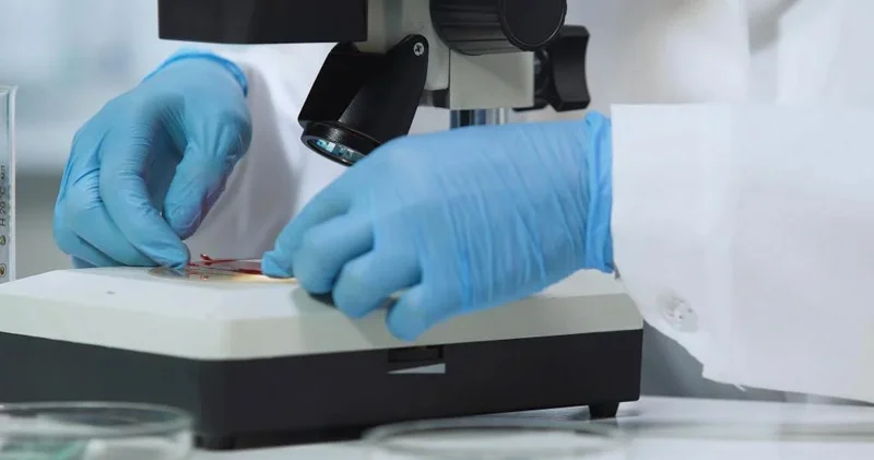 Həkimlər həyəcan təbili çalır: Ölümcül göbələk dünyaya yayılır