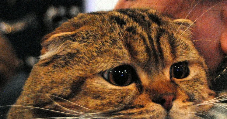 Bütün sahibləri ölüb, o yaşayır Dünyanın ən yaşlı pişiyi