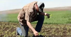 Gənclər kənd təsərrüfatını yüksək riskli və qeyri sabit gəlirli sahə kimi görür İQTİSADÇI DANIŞDI