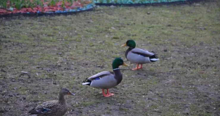 Ən qəribə şəkildə yatan heyvanlar: onlardan biri bunu yalnız beyninin yarısı ilə edir