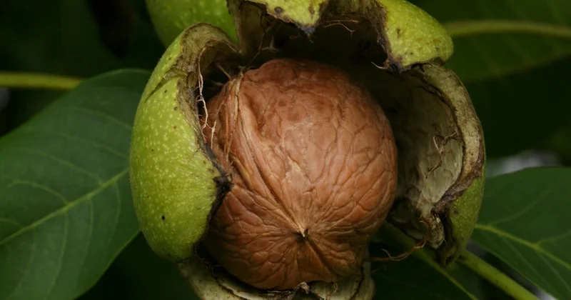Azərbaycan iki ölkədən yunan qozunun idxalını bərpa edib