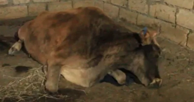 İnəyini elektrik cərəyanı vurdu, “Azərişıq”dan təzminat alacaq