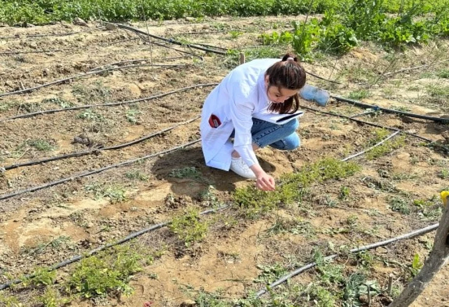 Söyüdvari akasiyanın Abşeron şəraitində toxumla çoxaldılması öyrənilib