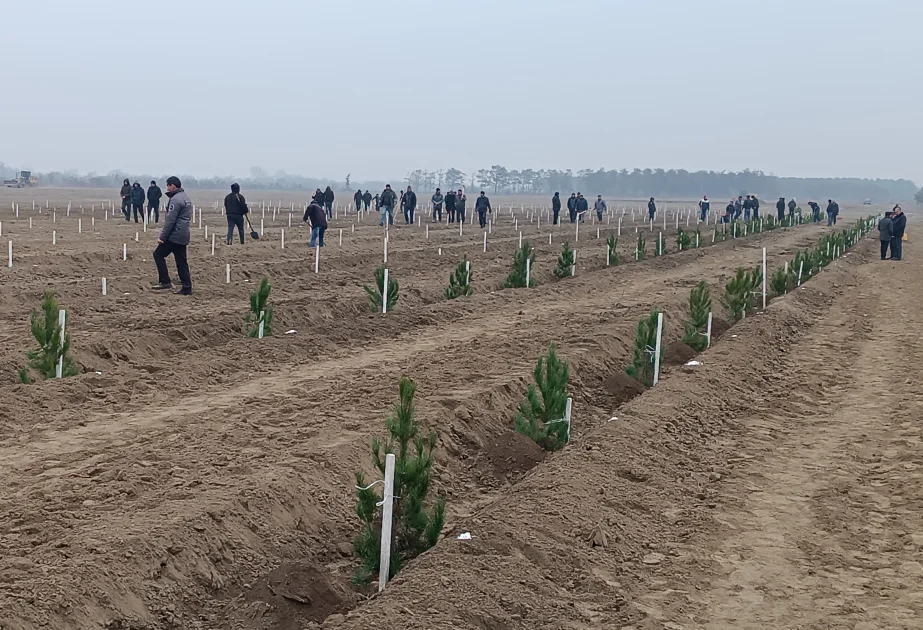 Yaşıl gələcək üçün mühüm addım: Yevlax və Ağdaşda meşəbərpa işləri aparılır