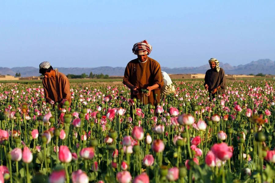 Taliban narkotik istehsalına tamamilə son qoyulduğunu elan etdi