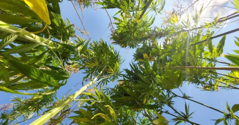 В 21 провинции Турции разрешили выращивание конопли