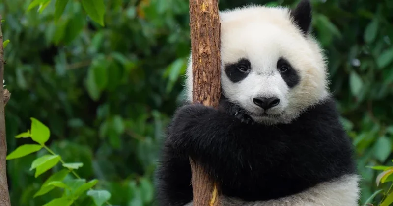 Sevimli üzün arxasındakı sirr: Pandalar nə qədər təhlükəlidir?