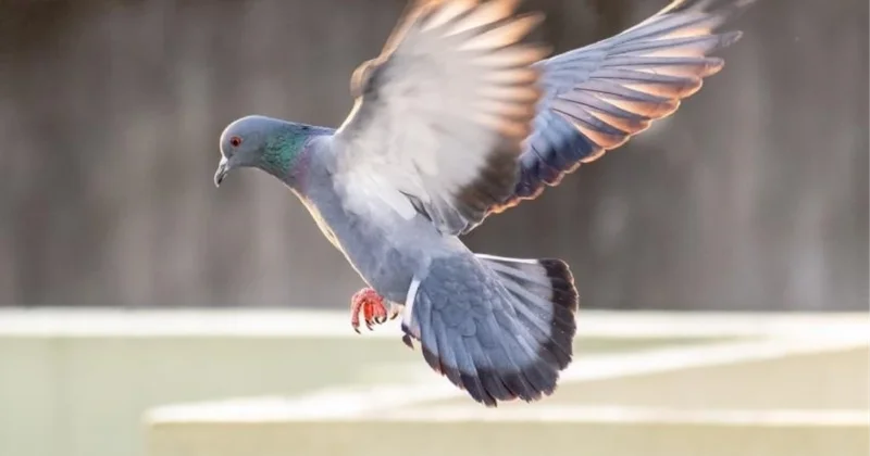 Göyərçin hara uçacağını necə bilir? “Kompas” tapıldı