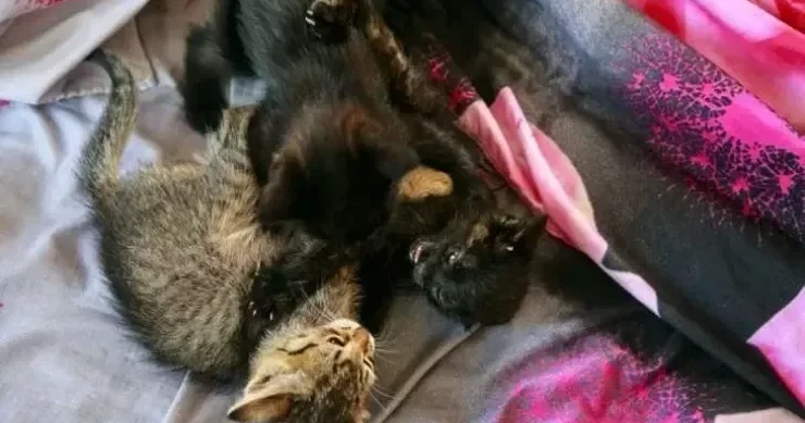 Pişik üçün bit əleyhinə şampundan necə düzgün istifadə etməli?