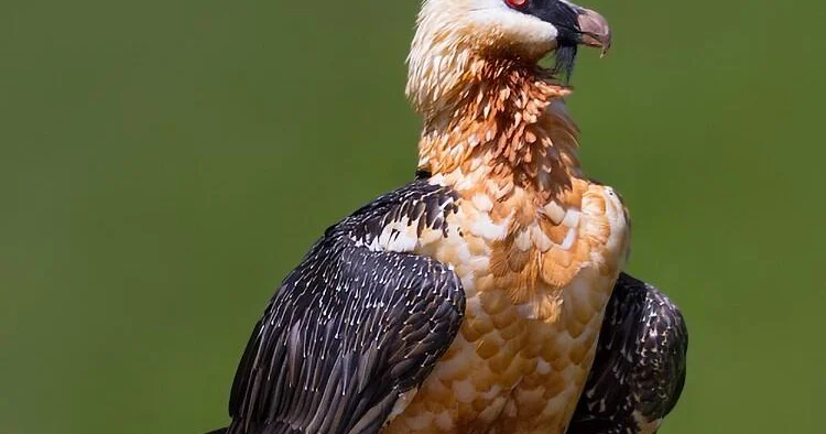 Azərbaycanda fotoqraf bu görüntülər üçün 3 gün MAĞARADA QALDI VİDEO