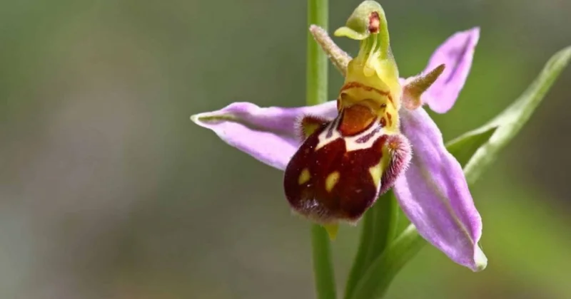 Qarabağın rəmzi Xarıbülbül cənubda