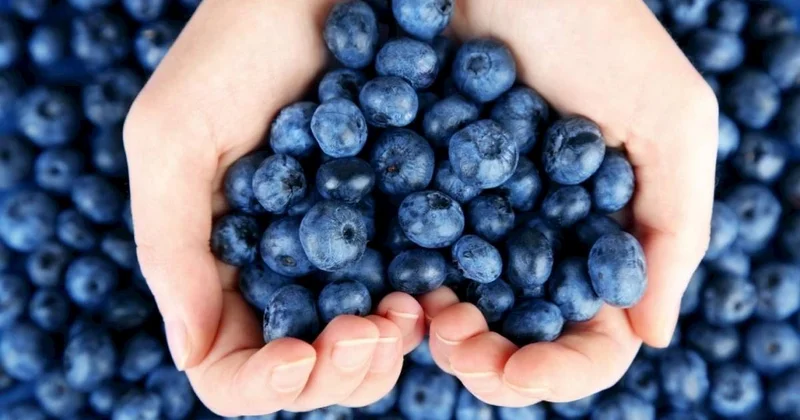 Gündə bir ovuc yemək beyni qoruyur Enerji də verir