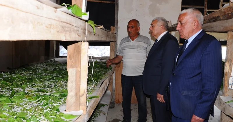 Tovuzda baramaçılıq canlanır: İpəkqurdu artıq dördüncü mərhələdə