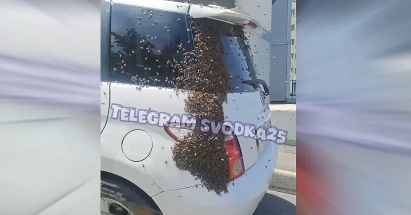 ABŞ da 250 milyon arı aşmış yük maşınından uçub VİDEO