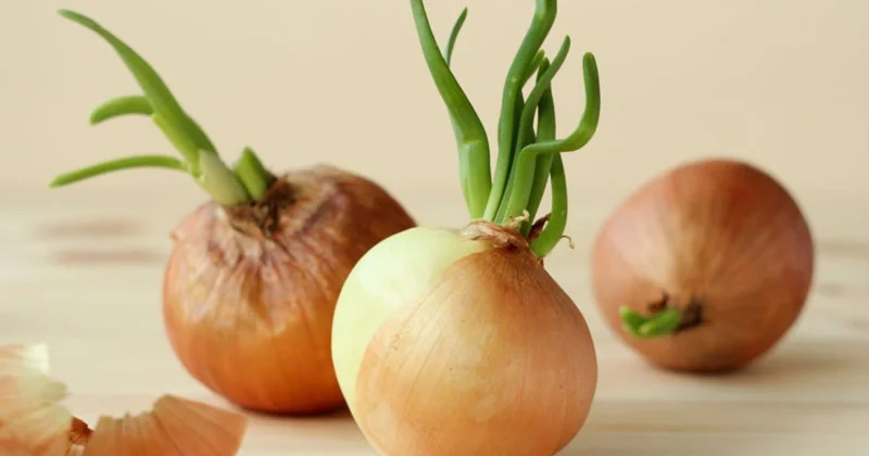 Soğanın cücərməməsi üçün nə etmək lazımdır?