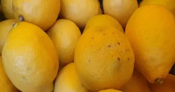 Limonları necə düzgün seçmək olar?