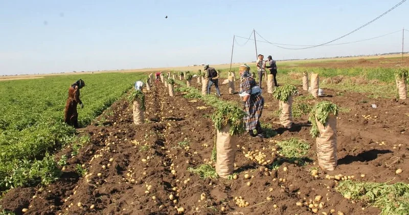 Cəlilabadda yığılan kartofun yarıdan çoxu xaricə ixrac olunub