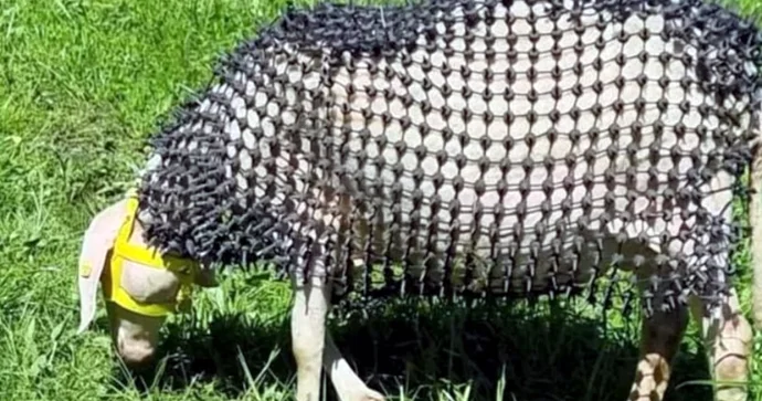 Qoyunları canavarlardan qoruyan kostyum hazırladılar