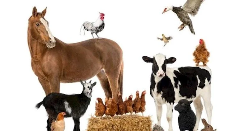 Evinizə bu heyvanları gətirin KONKRET