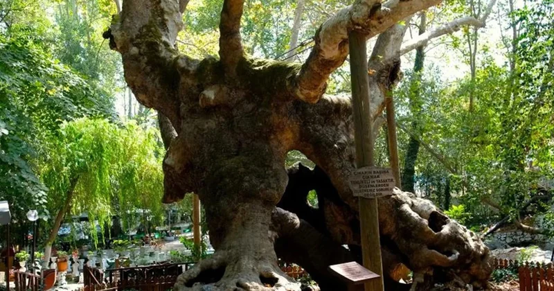 Sultan Süleymanı görmüş ağac 854 yaşı var+Video