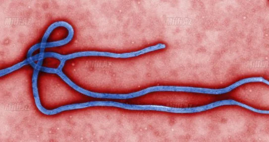 Beynəlxalq xəbərdarlıq: Ebola təhlükəsi böyüyür
