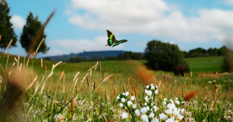 Avqustda hava necə olacaq?