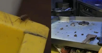 Bakının məşhur restoranında natəmizlik: Həşaratlar qabların üzərində hərəkət edir