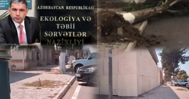Ağstafada Ümumilli liderin adını daşıyan prospektdə ekoloji Terror / Ağacı kəsib, Obyekt tikirlər / VİDEO