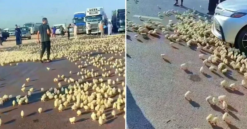 ÜRƏKAĞRIDAN GÖRÜNTÜLƏR Yüzlərlə cücə maşının altında qalaraq tələf oldu