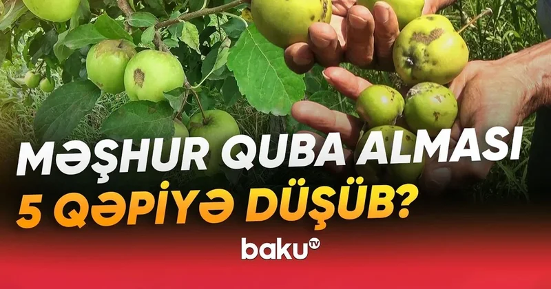 Bağlarda yayılan xəstəlik fermerlərin zəhmətini puç etdi: Quba alması beş qəpiyə satılır? VİDEO