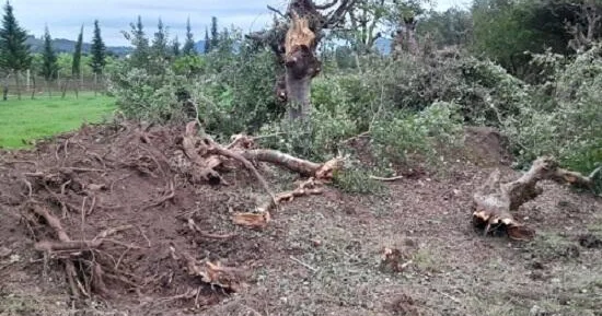 Bu rayonlarda ağaclar kəsildi: 227 mindən çox ziyan dəydi