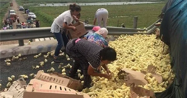Yük maşını aşdı: Yüzlərlə cücə yola səpələndi Video