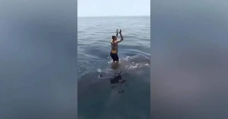 Мужчина забрался на спину огромной акулы и попал на видео