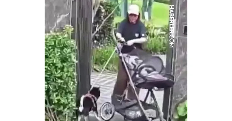 Uşağından öncə itini xilas etdi (Video)