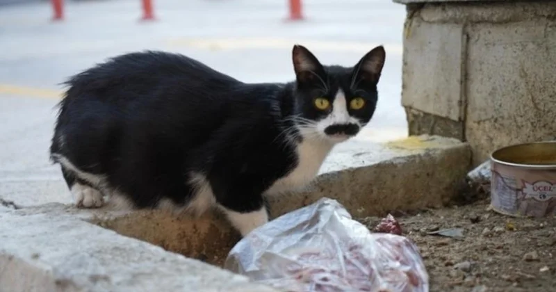 4 yaşlı qız quduzluqdan vəfat etdi
