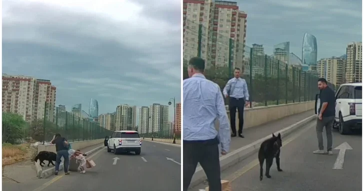 В Баку бродячая собака напала на двух женщин с маленькими детьми