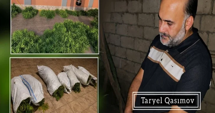 55 кустов во дворе: в Азербайджане задержали подозреваемого в выращивании наркосодержащих растений